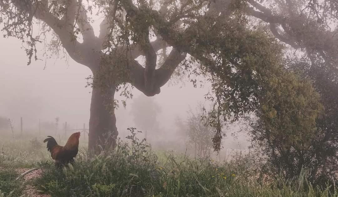 Herdade Da Maceira Villa Sao Luis Bagian luar foto