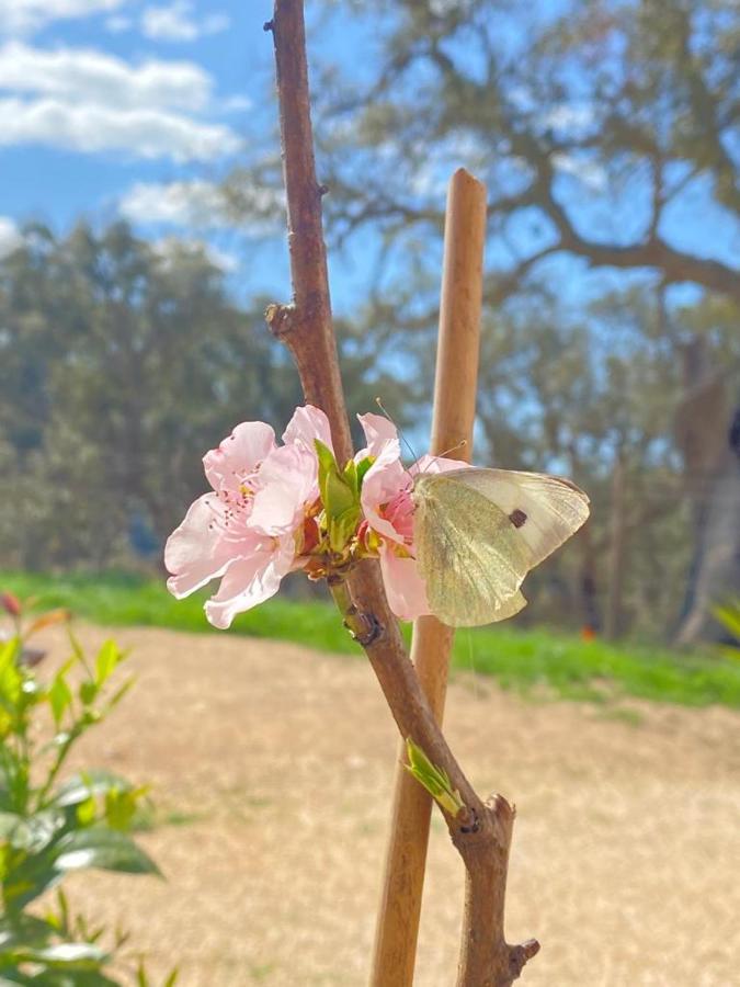 Herdade Da Maceira Villa Sao Luis Bagian luar foto